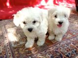 Maltese Yavrular 