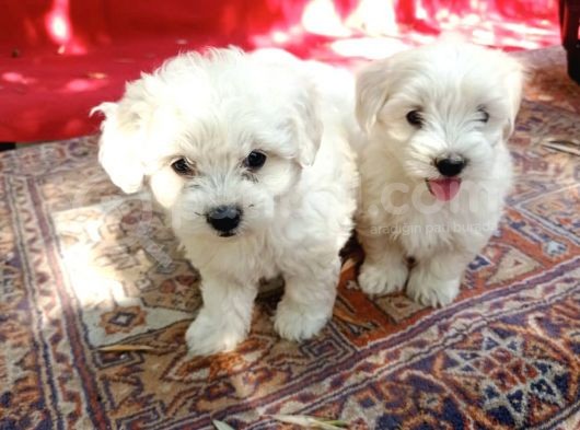 Maltese Yavrular  görsel