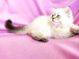 Orji̇nal Scotti̇sh Strai̇ght Longhai̇r Yavrum / 3 Aylik