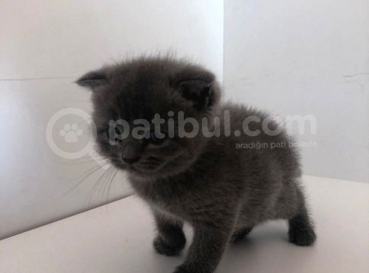 Duman Rengi̇ Yavrum Sahi̇plendi̇ri̇lecekti̇r. görsel
