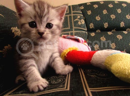 Saf Irk Bri̇ti̇sh Shorthai̇r görsel