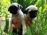 Pug Yavrular 