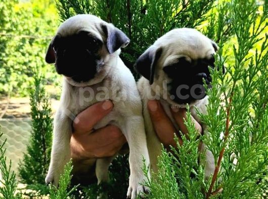 Pug Yavrular  görsel
