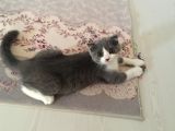Scottish Fold Bicolor