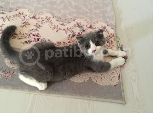 Scottish Fold Bicolor