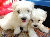 Maltese yavrular 