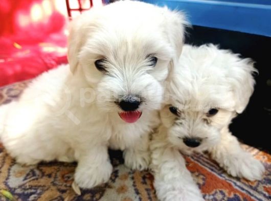 Maltese Yavrular 
