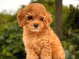 Show Kali̇te Toy Poodle Yavrular