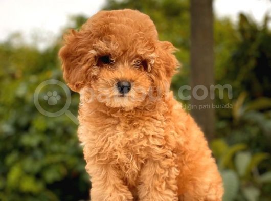 Show Kali̇te Toy Poodle Yavrular görsel