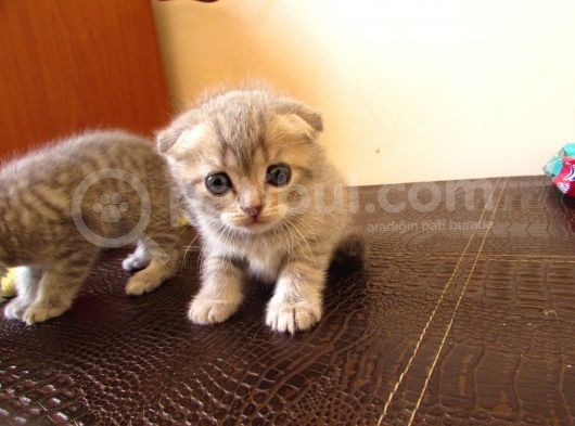 Safkan Gri̇ Scotti̇sh Fold görsel
