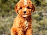 Mi̇ni̇ Boy Red Toy Poodle Kizimiz