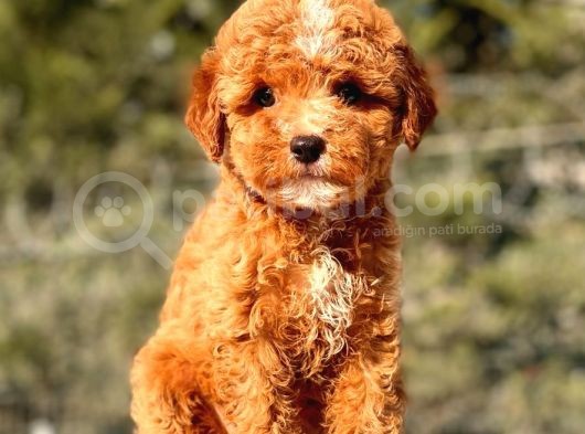 Mi̇ni̇ Boy Red Toy Poodle Kizimiz görsel