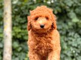 Her Renk Toy Poodle Yavrular