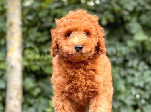 Her Renk Toy Poodle Yavrular görsel