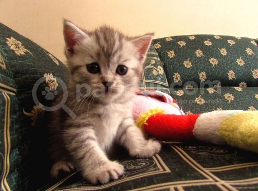 Saf Irk Bri̇ti̇sh Shorthai̇r