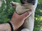 Pug Yavrular 