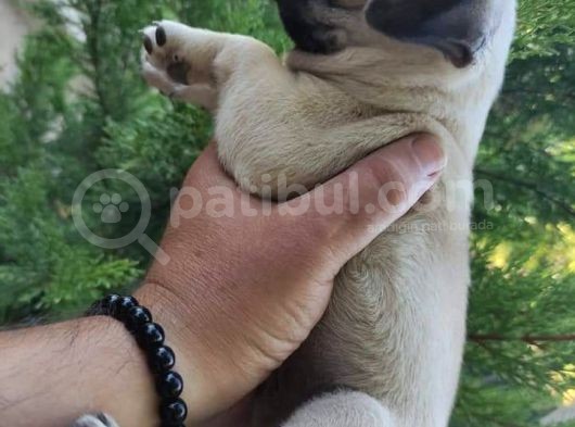 Pug Yavrular  görsel