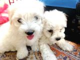 Maltese Yavrular 