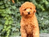 Her Renk Toy Poodle Yavrular