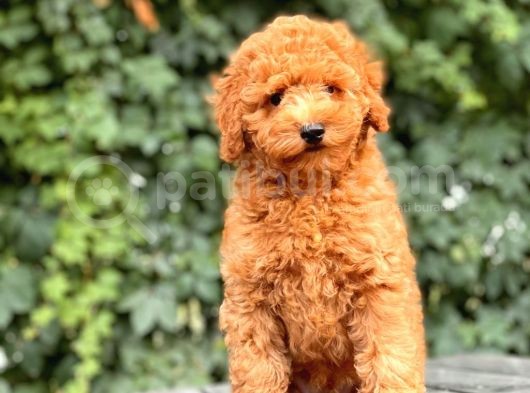 Her Renk Toy Poodle Yavrular