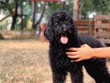 Standart Toy Poodle Yavrular