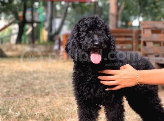 Standart Toy Poodle Yavrular görsel