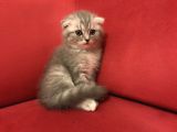 Çok Uygun Beyaz Scottish Fold