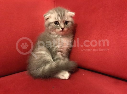 Çok Uygun Beyaz Scottish Fold görsel