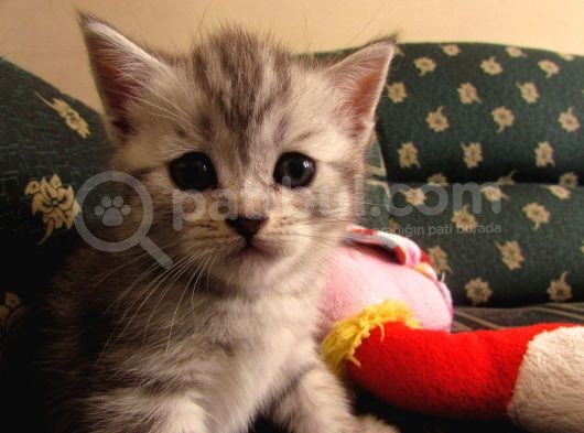 Saf Irk Bri̇ti̇sh Shorthai̇r görsel