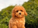 Mi̇ni̇ Toy Poodle Yavrular