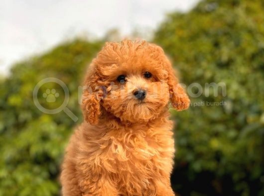 Mi̇ni̇ Toy Poodle Yavrular görsel