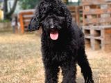 Standart Toy Poodle Yavrular