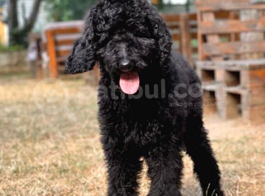 Standart Toy Poodle Yavrular