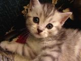 Saf Irk Bri̇ti̇sh Shorthai̇r