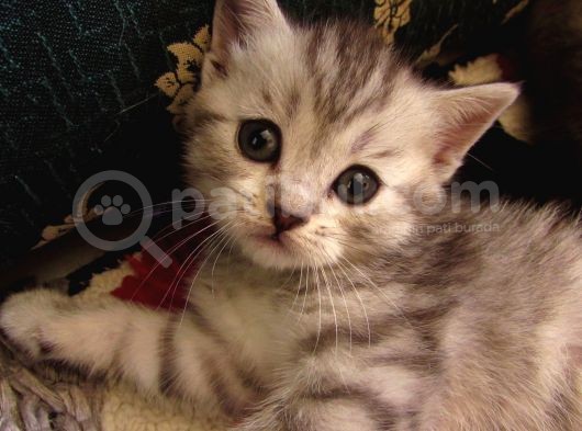 Saf Irk Bri̇ti̇sh Shorthai̇r görsel