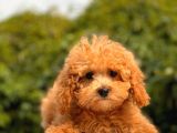 Mi̇ni̇ Toy Poodle Yavrular