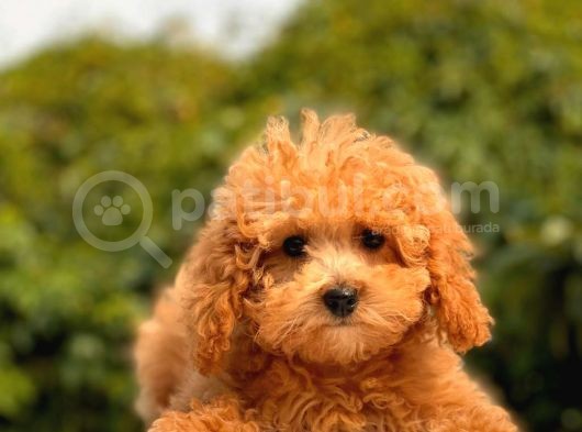 Mi̇ni̇ Toy Poodle Yavrular