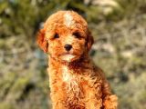 Mi̇ni̇ Boy Red Toy Poodle Kizimiz