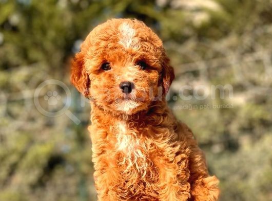 Mi̇ni̇ Boy Red Toy Poodle Kizimiz görsel