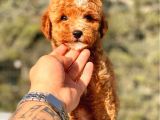 Mi̇ni̇ Boy Red Toy Poodle Kizimiz