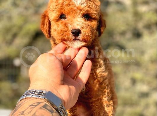 Mi̇ni̇ Boy Red Toy Poodle Kizimiz