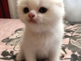 Çok Kaliteli Kan Hattına Sahip Pofuduk Suratlı Scottish Fold Erkek Yavru