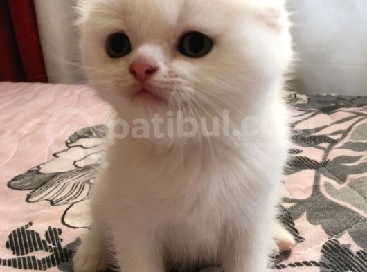 Çok Kaliteli Kan Hattına Sahip Pofuduk Suratlı Scottish Fold Erkek Yavru görsel