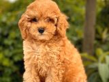 Show Kali̇te Toy Poodle Yavrular