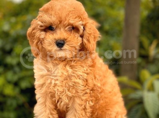 Show Kali̇te Toy Poodle Yavrular görsel