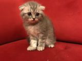 Çok Uygun Beyaz Scottish Fold