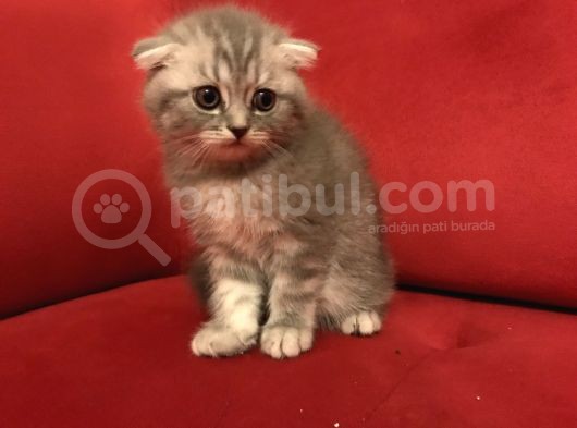 Çok Uygun Beyaz Scottish Fold görsel