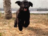 Standart Toy Poodle Yavrular