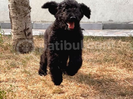 Standart Toy Poodle Yavrular görsel