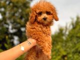 Mi̇ni̇ Toy Poodle Yavrular